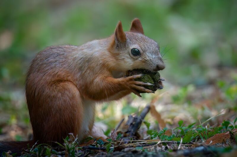 Ледниковый периодphoto preview