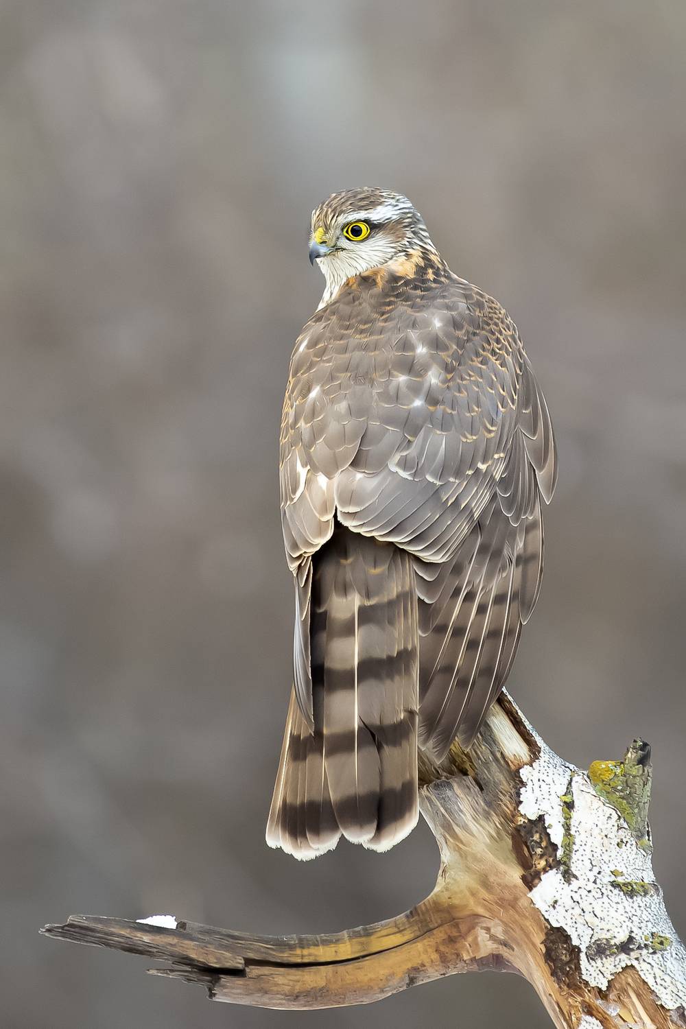 природа, Валерий Черняк