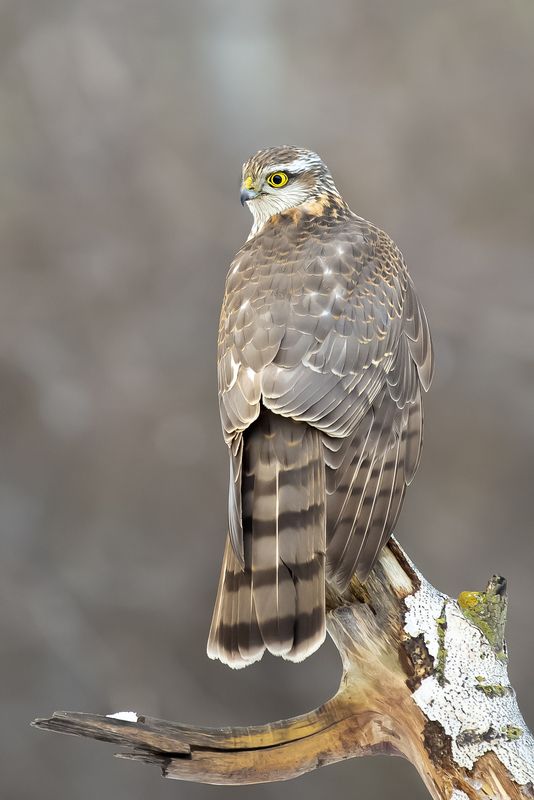 природа ***photo preview