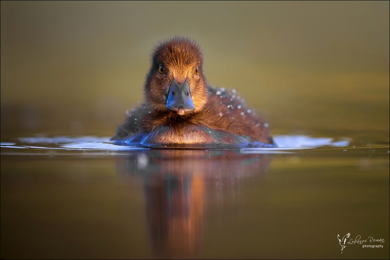 * * * фото превью