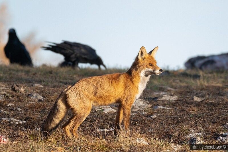 Red foxphoto preview