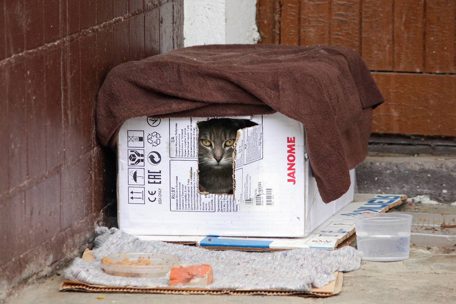 Кошкин дом. Автор: КарОл , КарОл