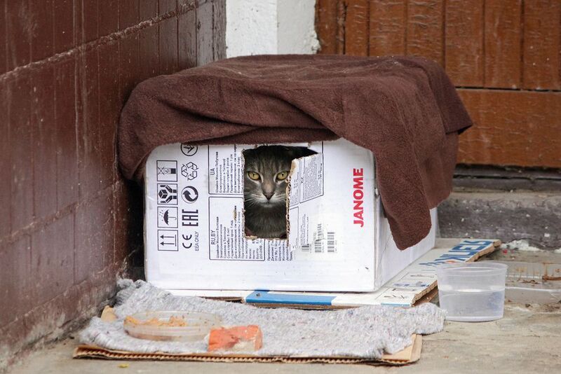 Кошкин домphoto preview