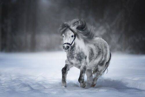 Символ года