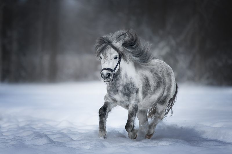 лошади, пони, зима, снег Символ годаphoto preview