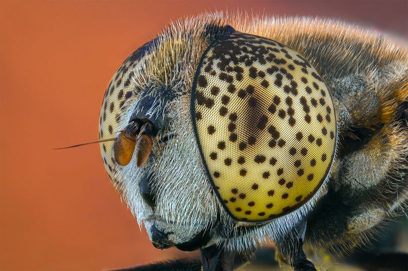 ceclii, macro photo preview