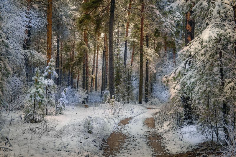 лес дорога снег первый вечер серково По лесной дорожке фото превью