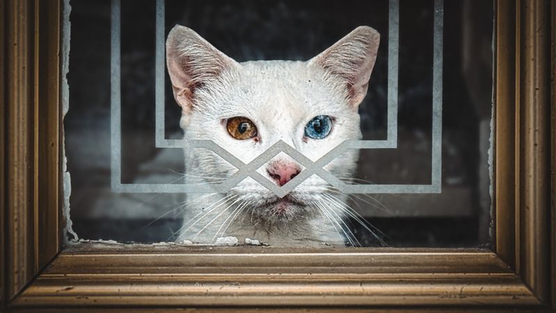 #Window #Black #Wood #Black-and-white #Style #Rectangle #Monochrome #Tints and shades #Parallel #Monochrome photography #cat #animal #pet #eyes Magnificent eyes фото превью