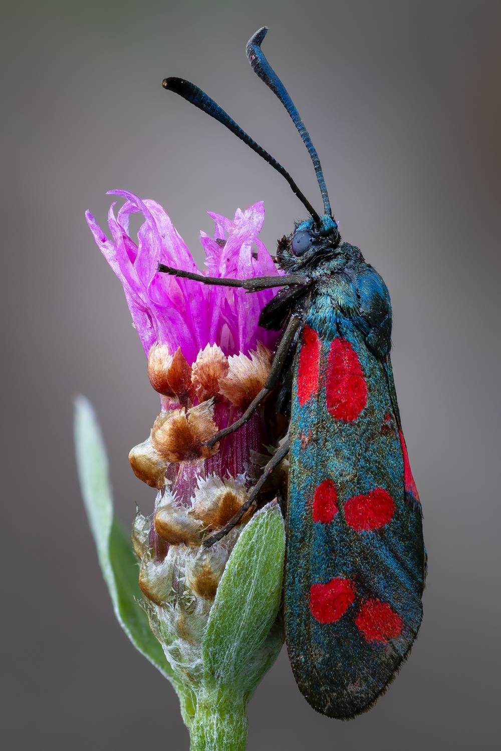 Автор: Кузнецов Дмитрий , Кузнецов Дмитрий