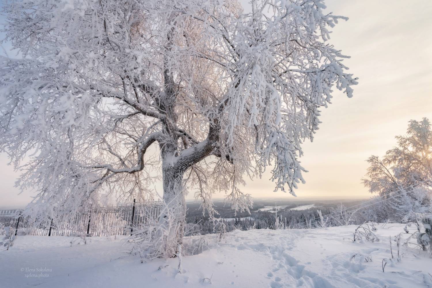 Изморозь. Автор: Елена Соколова , Елена Соколова