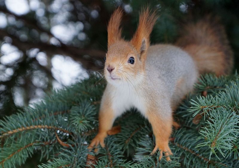 Белка Белкаphoto preview