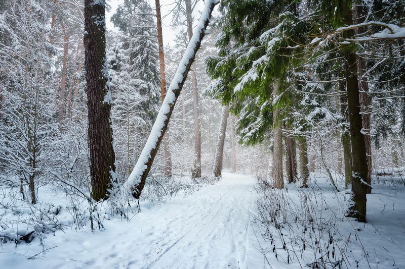 лес, деревья, снег, дымка В заснеженном лесу фото превью