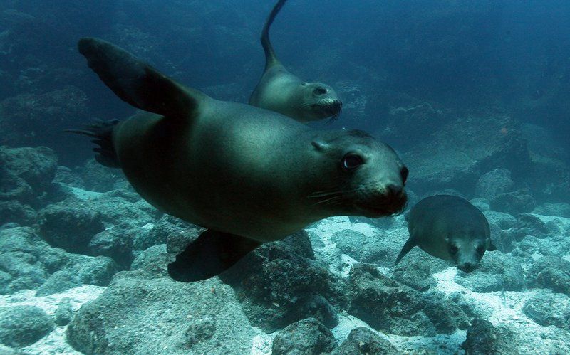 Морские львы Морские львыphoto preview