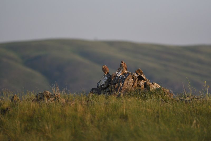пустельга, Южный Урал Степная свадьба фото превью