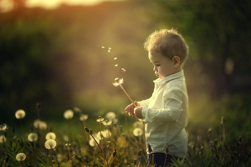 одуванчикиphoto preview