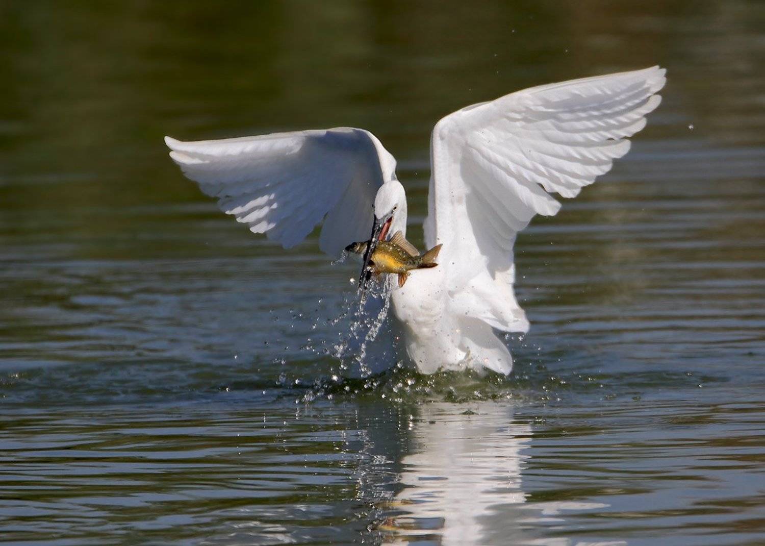7d, animals, birds, egret, sigma 150-600, животные, озеро, птицы, рыба, цапля, Yuri Gomelsky