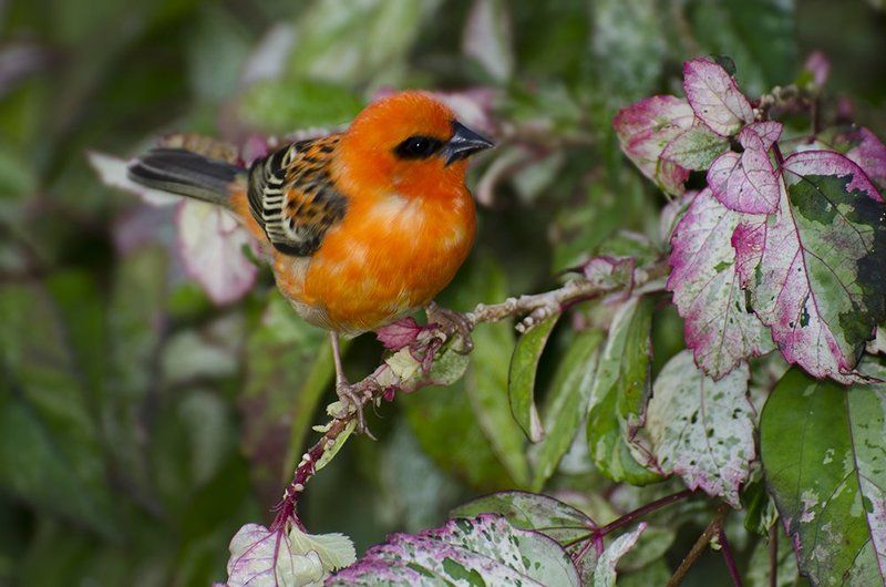 Фудиphoto preview