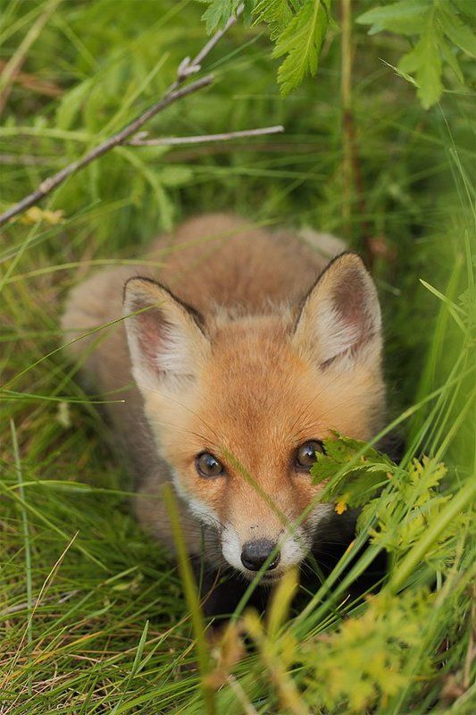 лисенок, лисица обыкновенная Бойкий малыйphoto preview