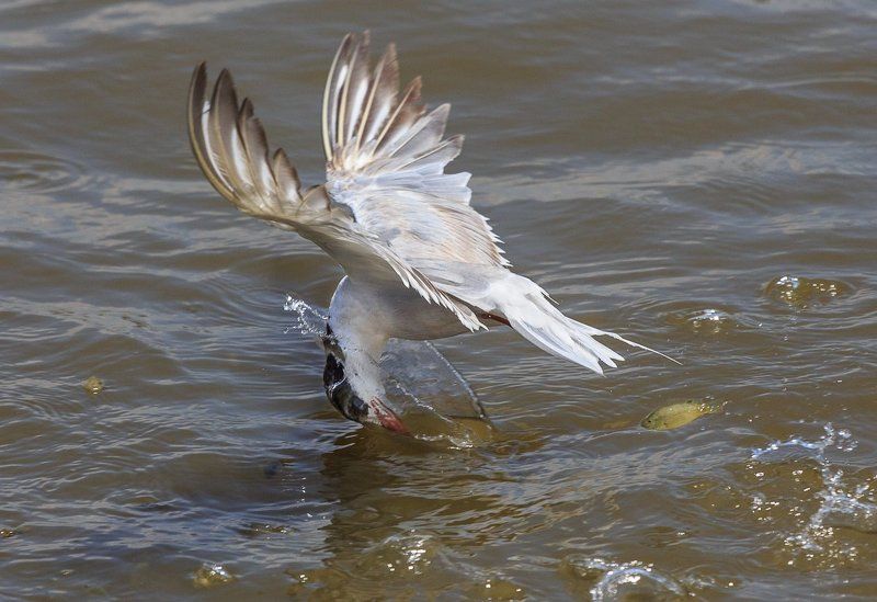 бэк фокусphoto preview