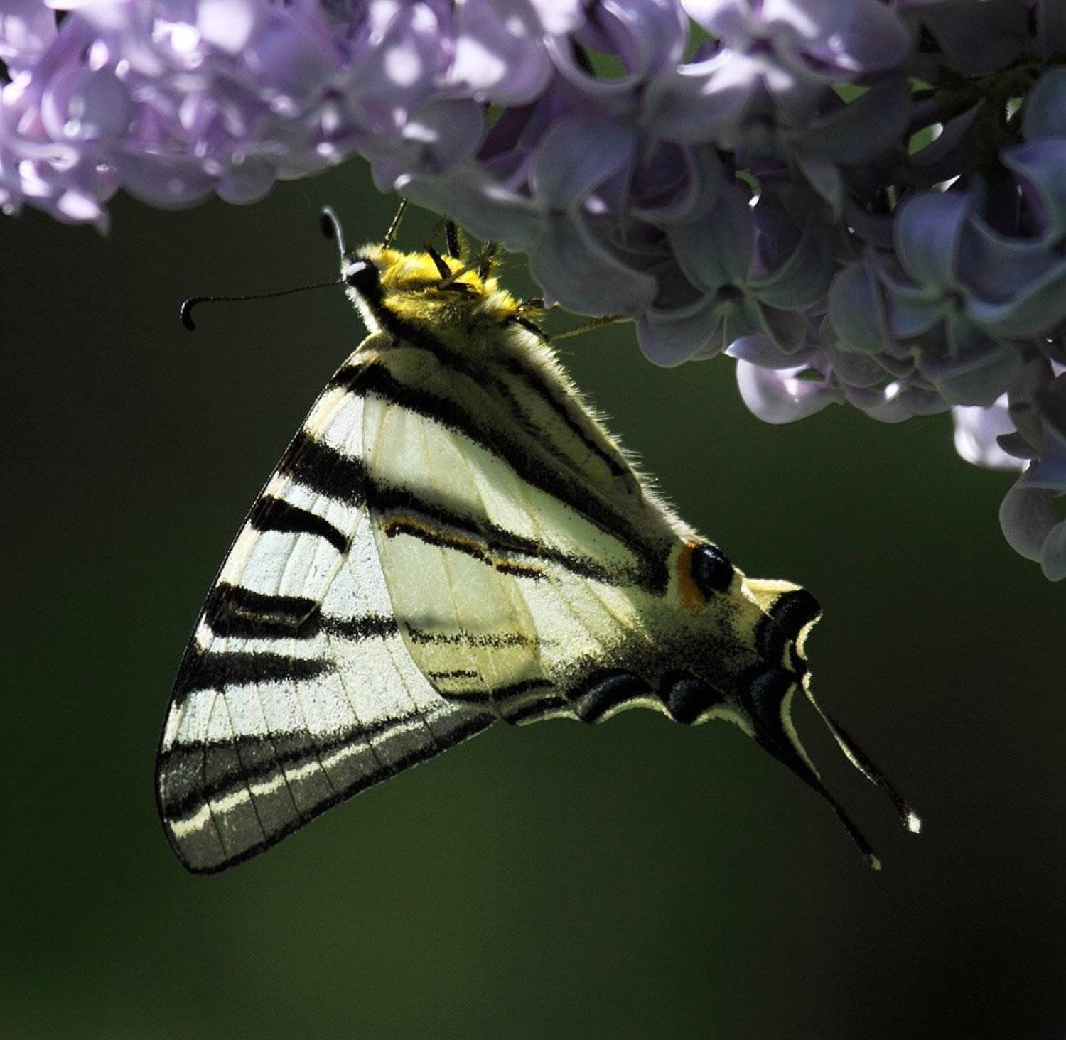 , Сергей Таланов