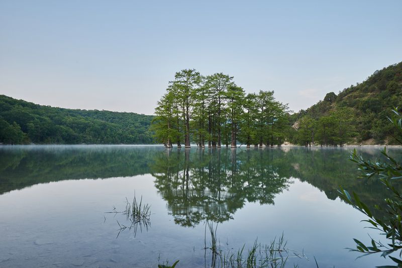 Болотные кипарисы в Суккоphoto preview