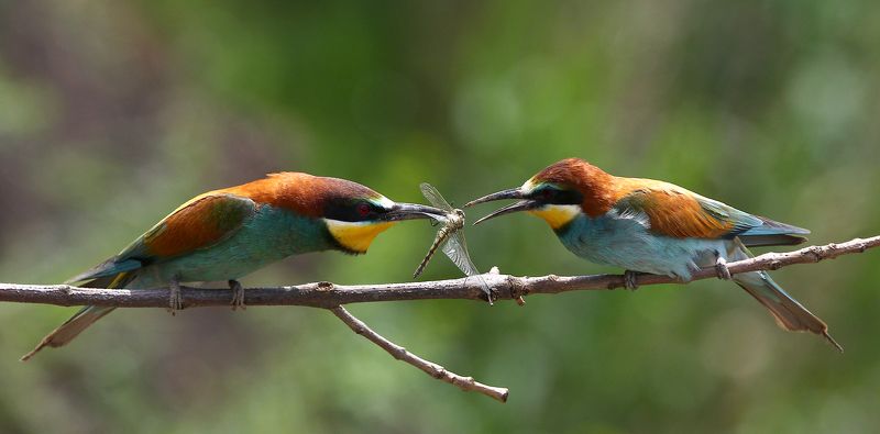 #birds, #european bee-eater, #fauna, #nature, #Rostov region, #wildlife, #природа, #птицы, #фауна, #щурка золотистая Ритуал ухаживания...photo preview
