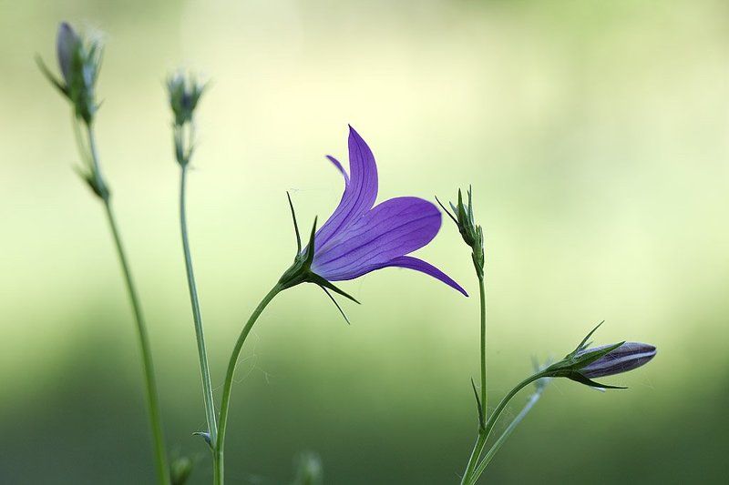 Колокольчикphoto preview