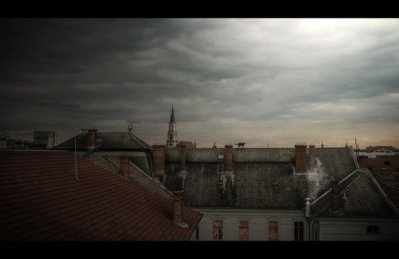 The catphoto preview