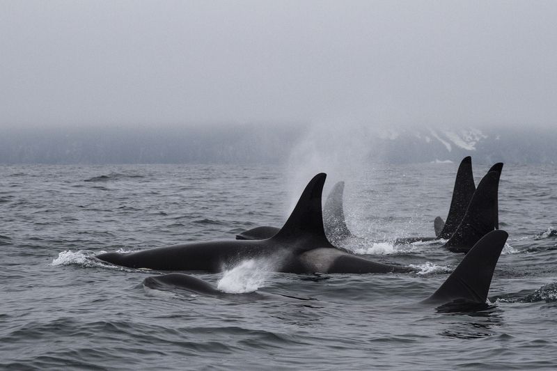 Косатки, Камчатка Флотилияphoto preview