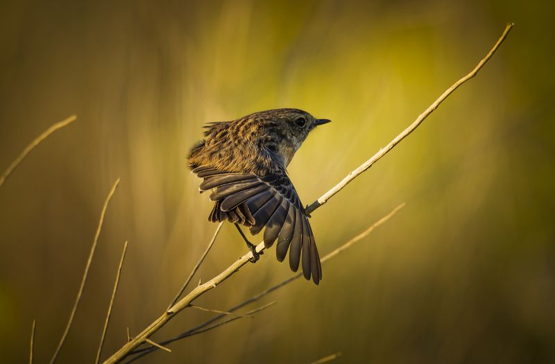 выпустить элероныphoto preview