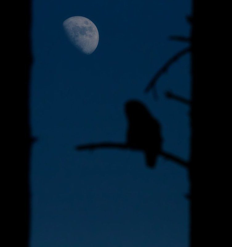 Про совуphoto preview