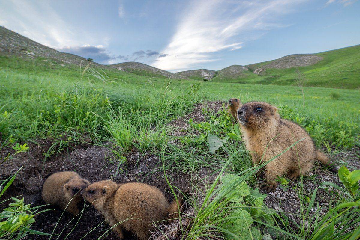 сурок, ширик, Evgeny Melnikov