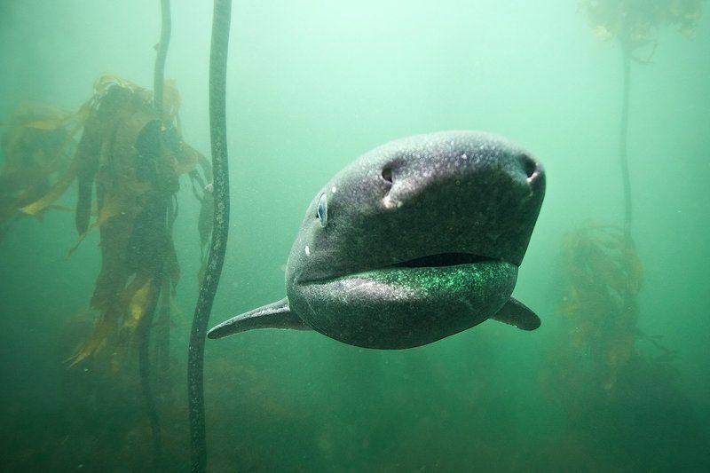 ЮАР, Акулы Семижаберная акулаphoto preview