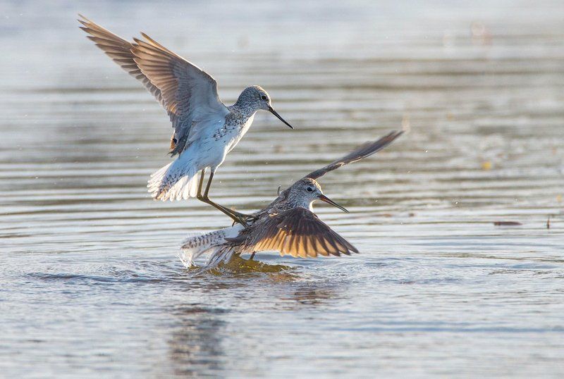 Брачные игры поручейниковphoto preview