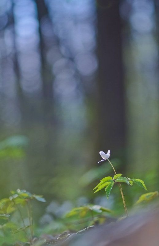 Весна, Ветреница, Цветы Весенняя рапсодияphoto preview