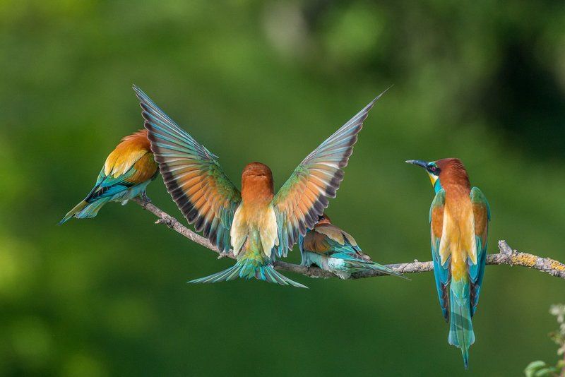 european bee-eater, aves, birds, merops apiaster, dominik chrzanowski wildlife photography European Bee-eater фото превью