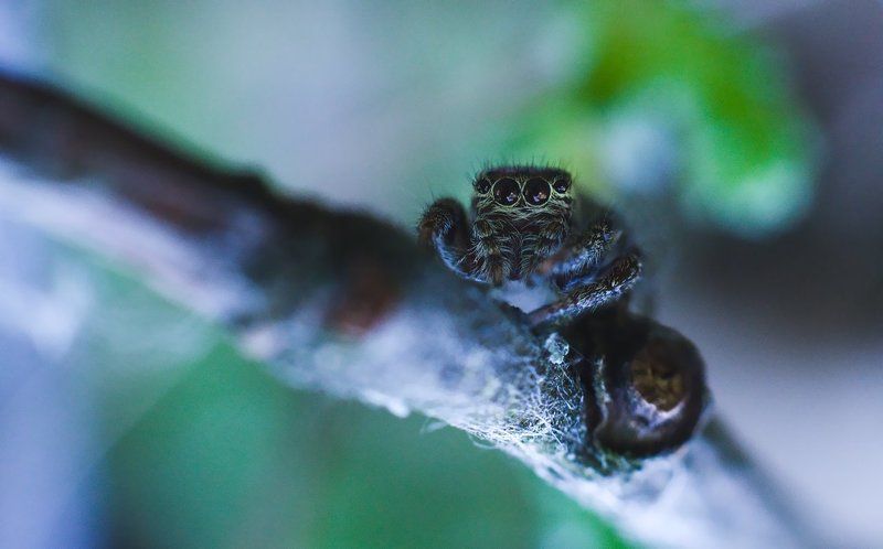 макро, паук, скакун, macro, spider, salticidae photo preview