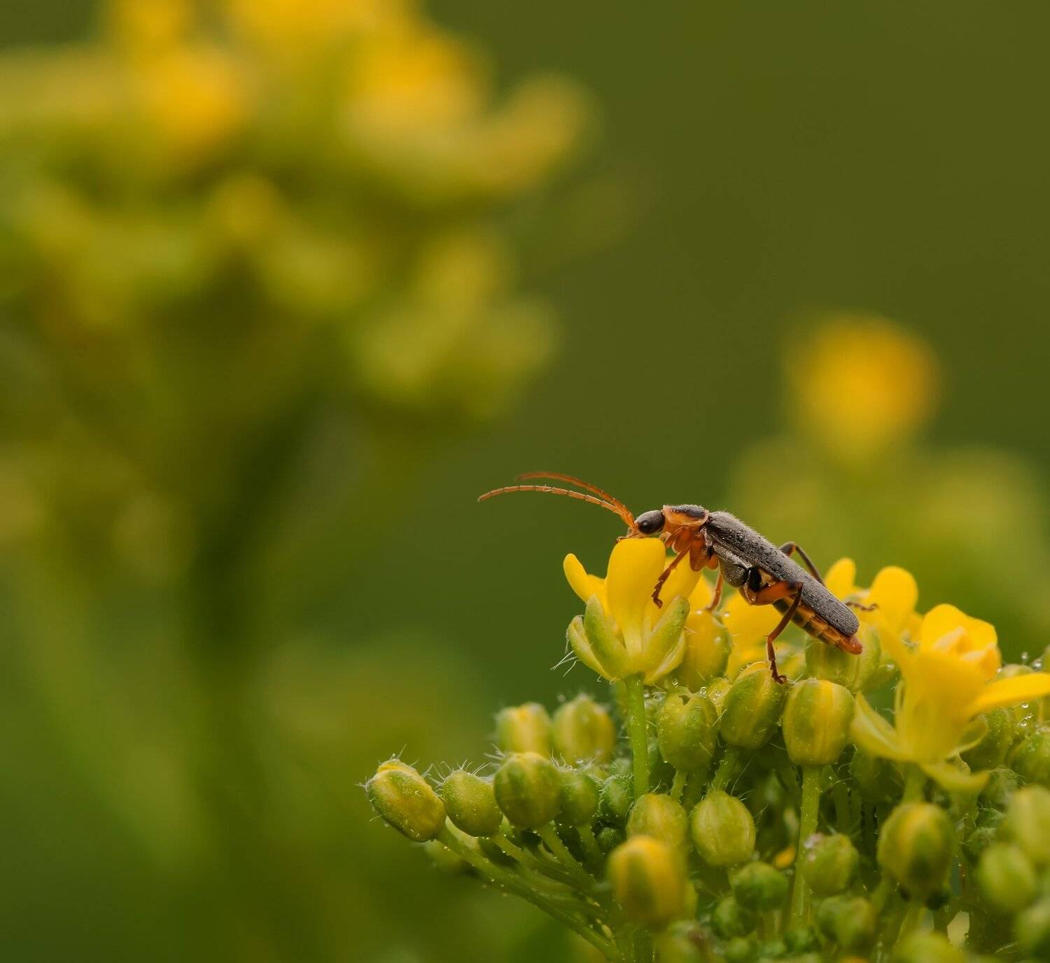 ***. Автор: Игорь , Игорь