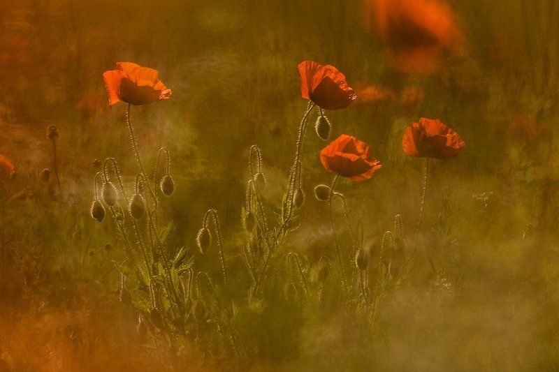 Маковаяphoto preview