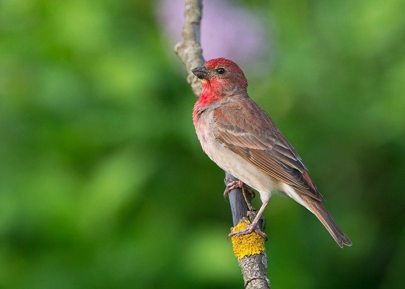 Чечевица фото превью