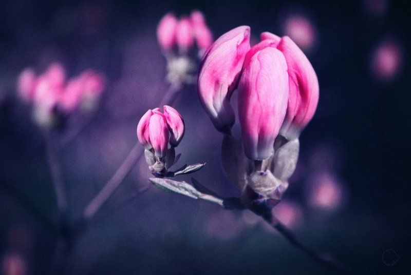 Pink Armyphoto preview