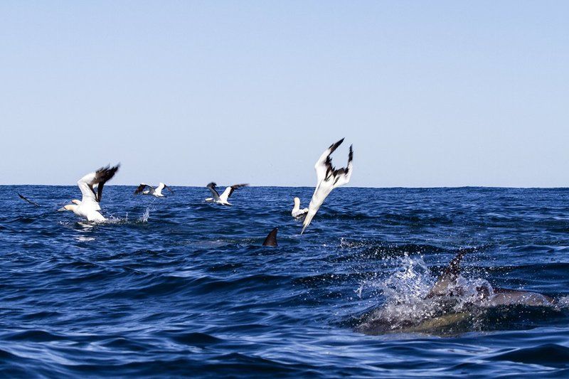 Гонка Сардин, ЮАР, Олуши Гонка Сардинphoto preview