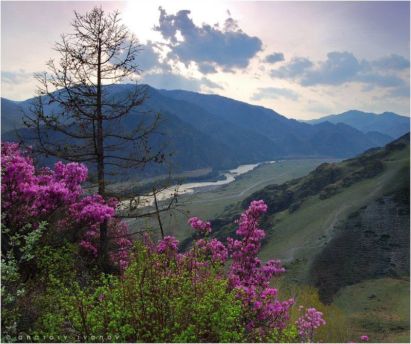 Алтай горный, Катунь, Маральник Лики Катуниphoto preview