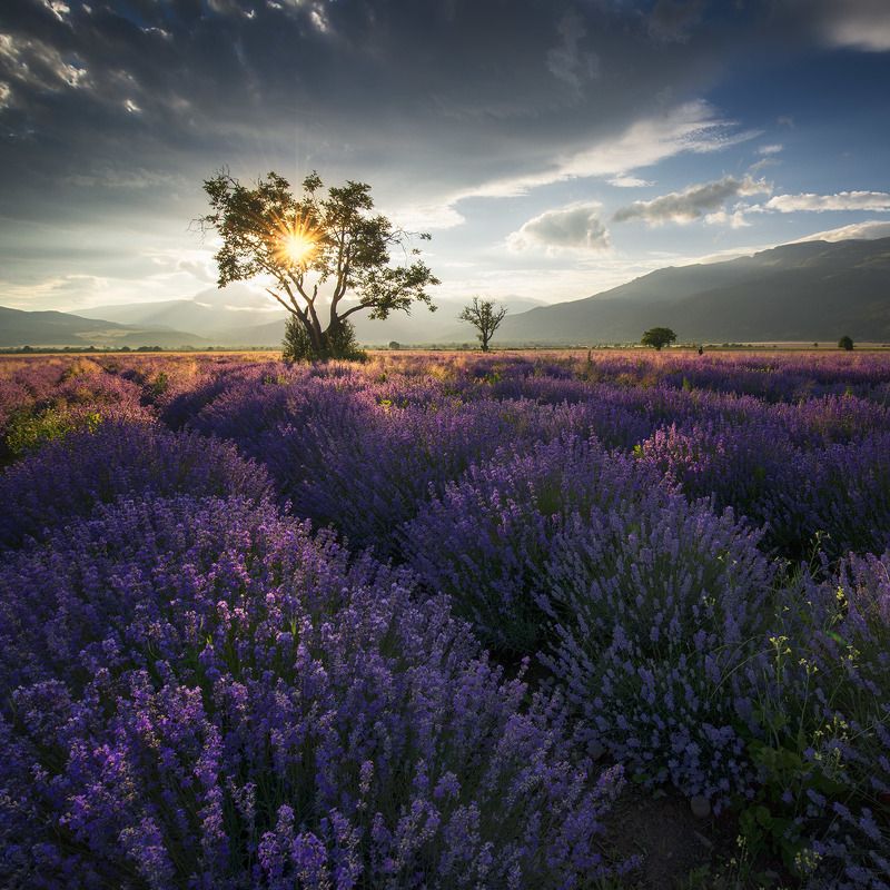 Лавандовые квадратыphoto preview