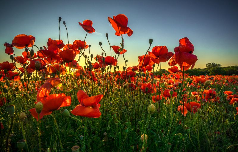 Flowers sunsetphoto preview