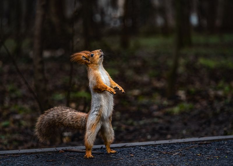 парк, животные, белка Что там у вас вкусненького?photo preview