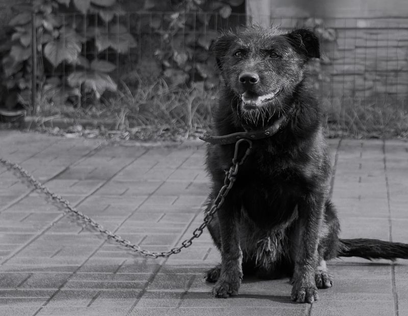 животные, ч/б Я видел цепьphoto preview