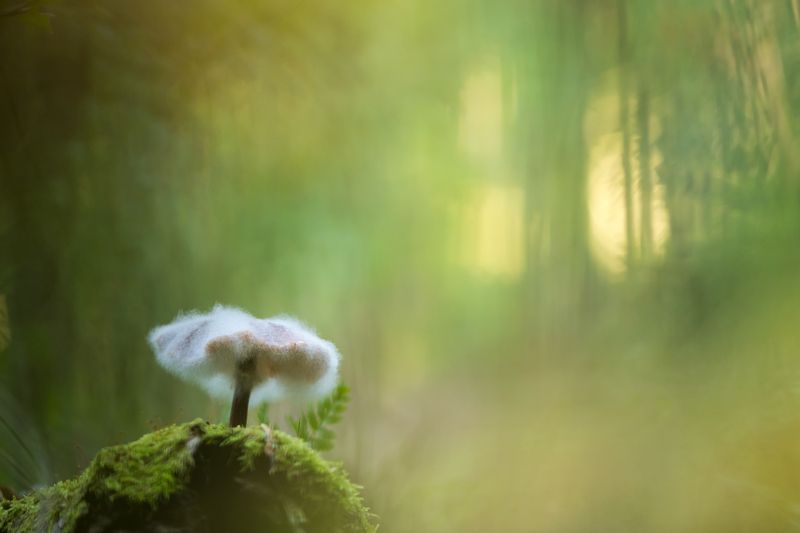 Опёнок осенний Странникphoto preview