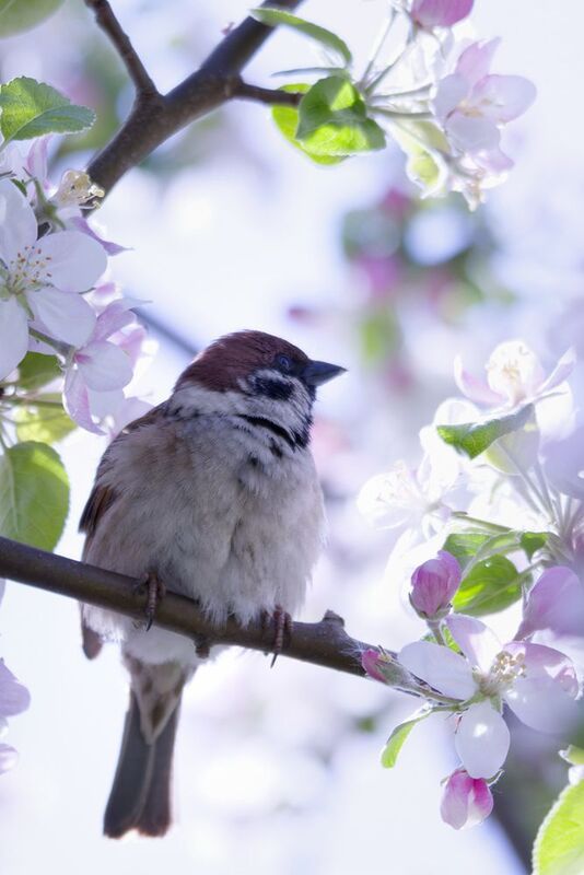 bird, птица, воробей, калининград Воробушекphoto preview