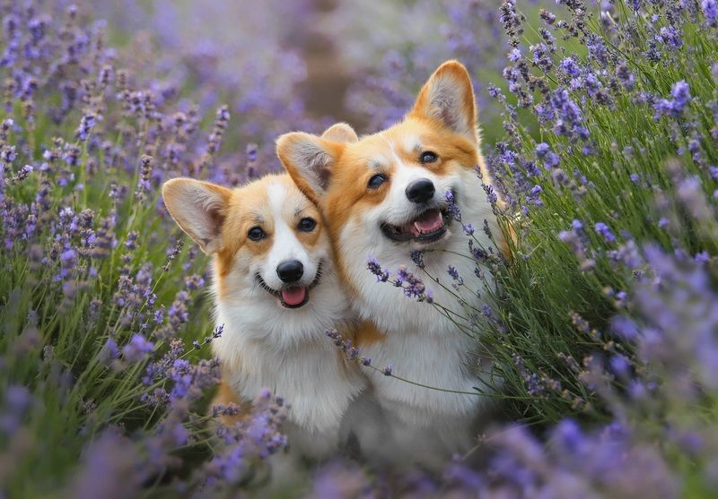 Красотаphoto preview